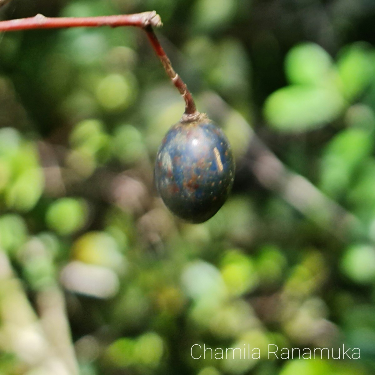 Elaeocarpus ceylanicus (Arn.) Mast..